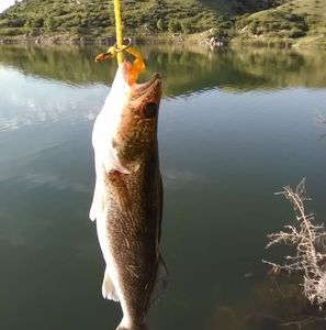 Meet your Posher, Terry